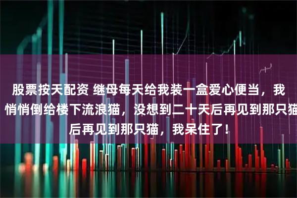 股票按天配资 继母每天给我装一盒爱心便当，我嫌不合口味，悄悄倒给楼下流浪猫，没想到二十天后再见到那只猫，我呆住了！